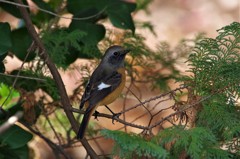 昨日のジョウビタキ (2)