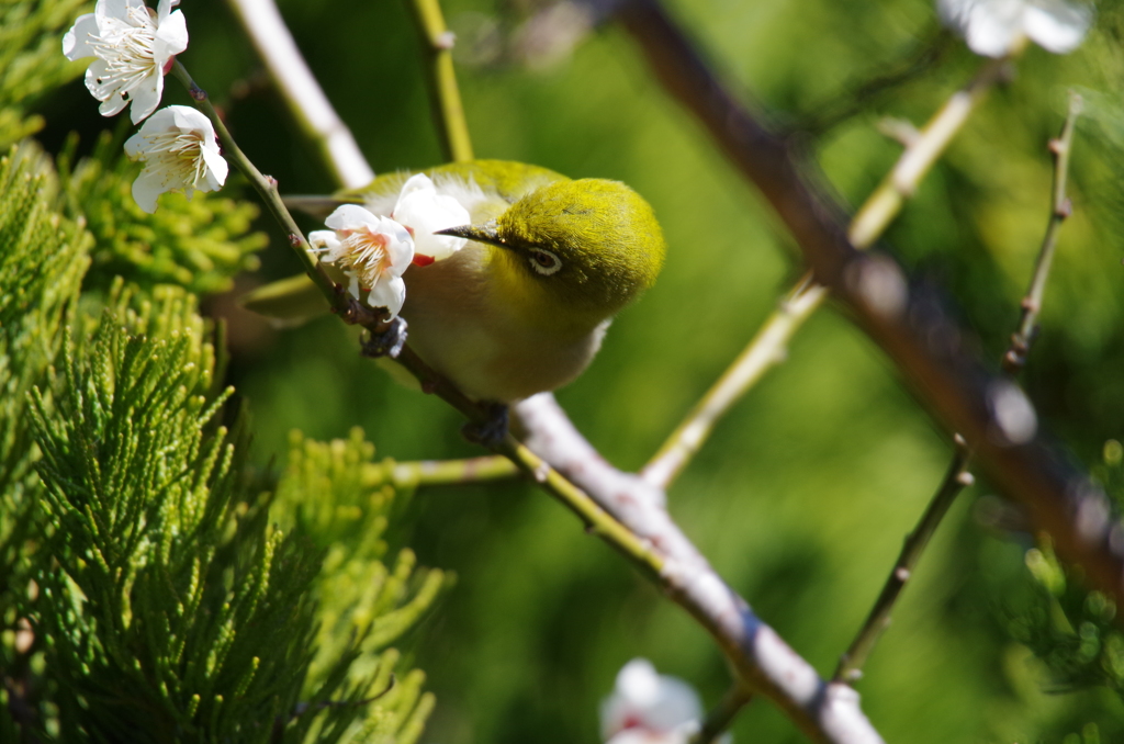 昨日のメジロ (3) 