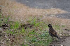 昨日の鳥