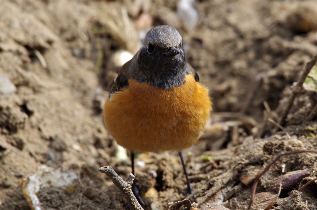 いつものジョビ君 (4)