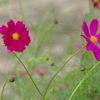 コスモス (2)