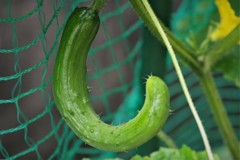 キュウリのCちゃん