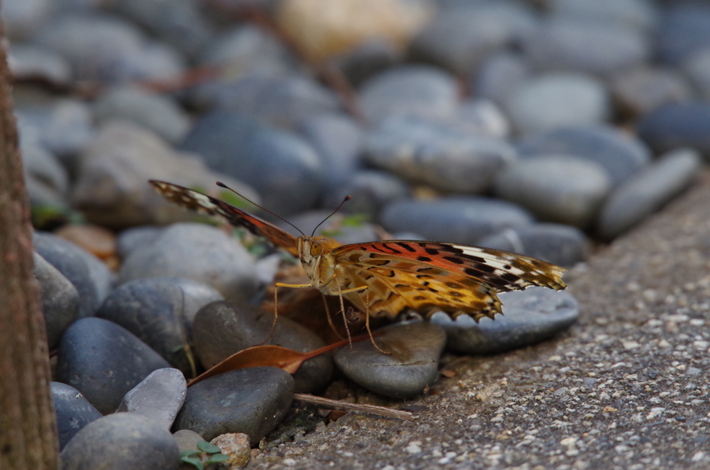 ツマグロヒョウモン2