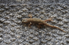 昼のヤモリ