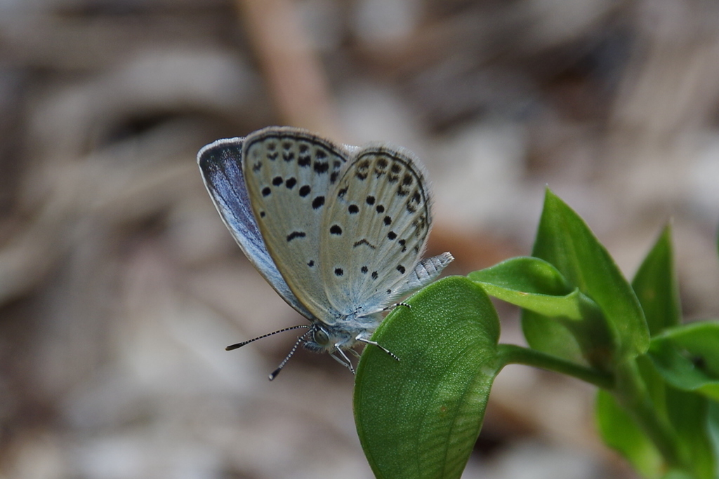 昨日のヤマトシジミ