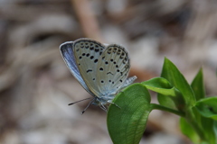 昨日のヤマトシジミ