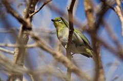 昨日のメジロ 　 (2)