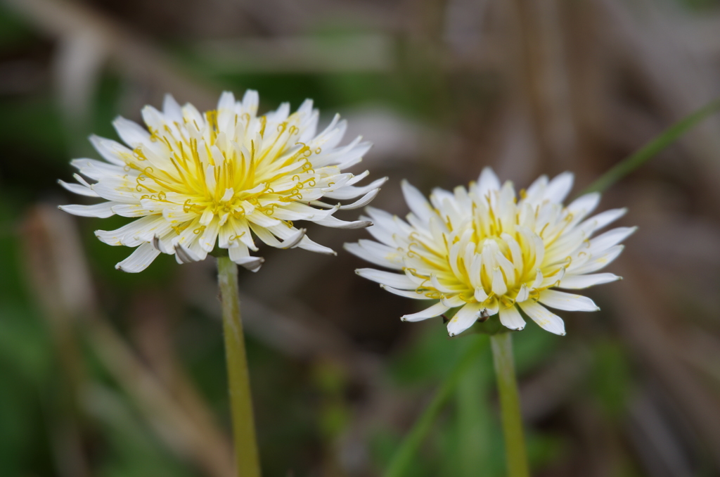 シロバナタンポポ