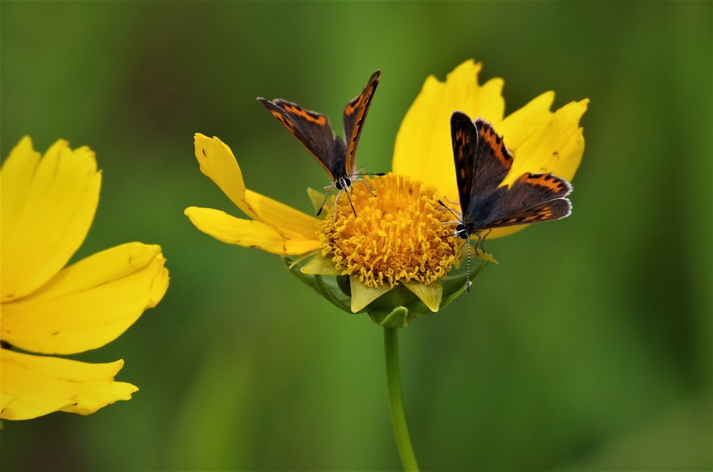 昨日のベニシジミ