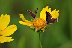 昨日のベニシジミ