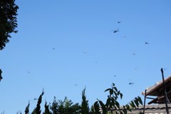 昨日のトンボ (2)