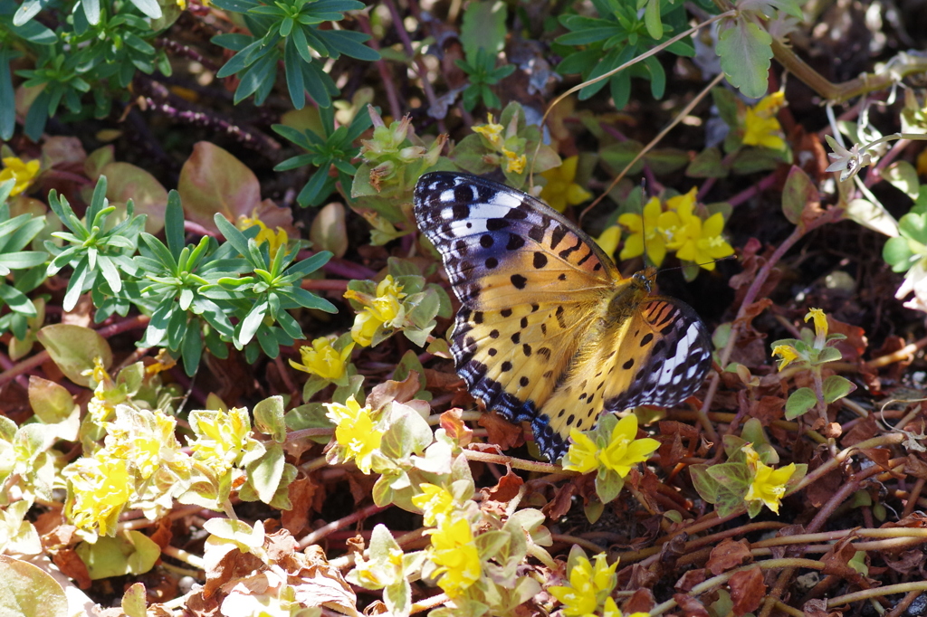 ツマグロヒョウモン