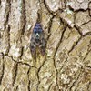 夏もそろそろ、終わりかなぁ・・・。