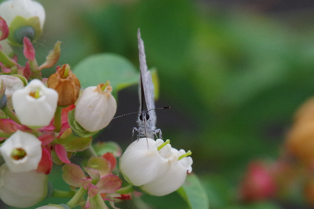 昨日のヤマトシジミ  (1)