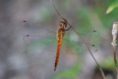 昨日のトンボ (4)