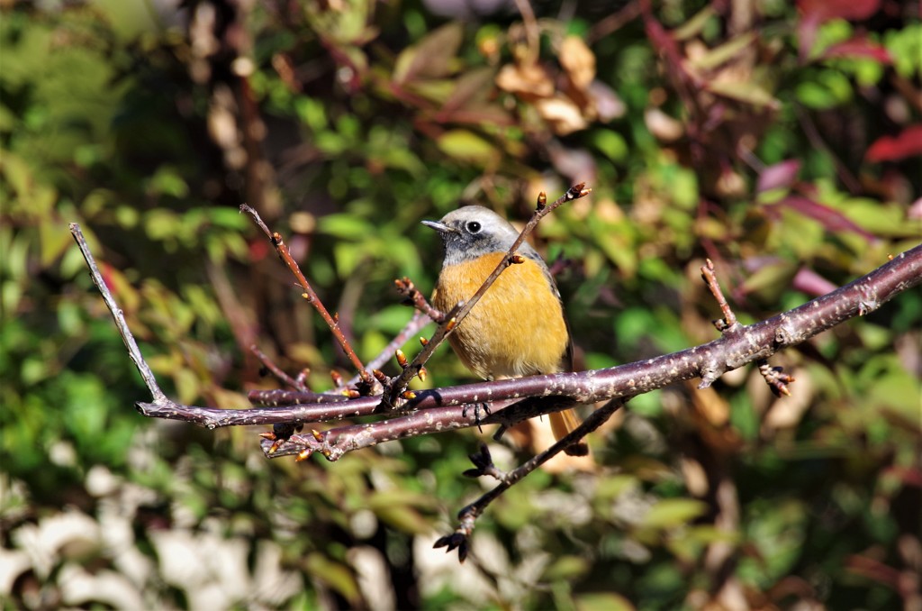 一昨日のジョビ君 (1)
