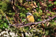 一昨日のジョビ君 (1)