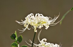 白い彼岸花 (1)
