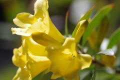 カロライナジャスミン