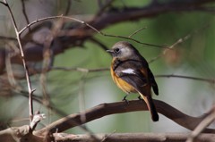 昨日のジョビ君 (3)