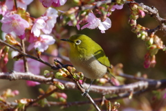 河津桜とメジロ (2)