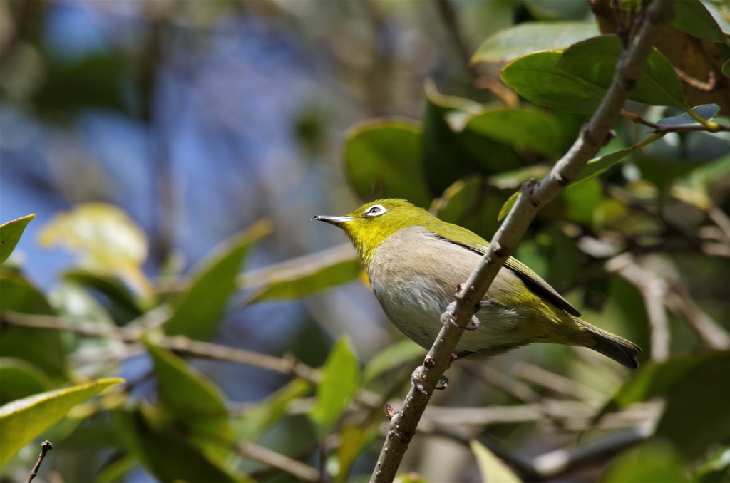 昨日のメジロ (1)