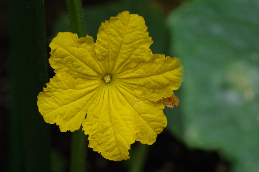 キュウリの花