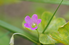 ムラサキカタバミ