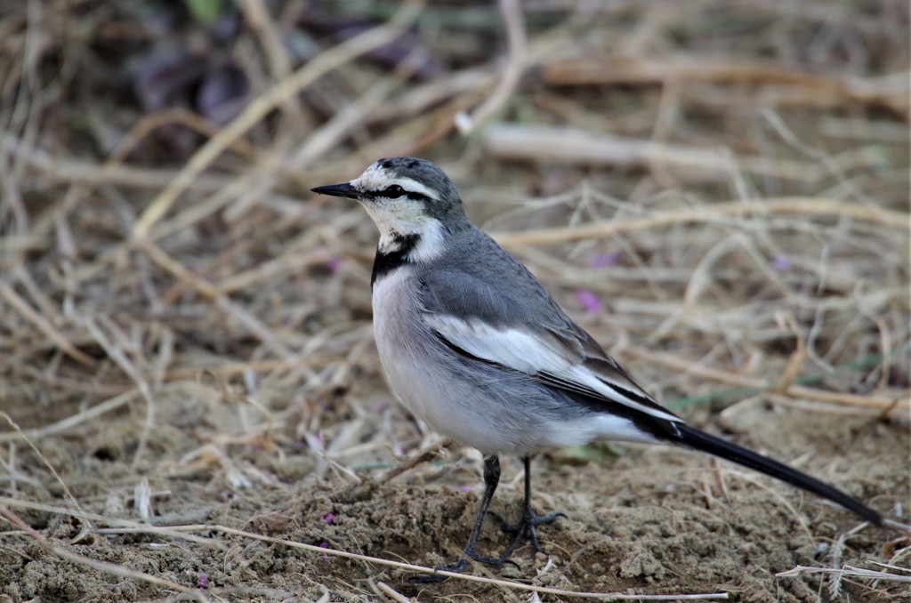 昨日のハクセキレイ (1)