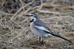 昨日のハクセキレイ (1)