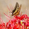 アゲハと彼岸花 (2)