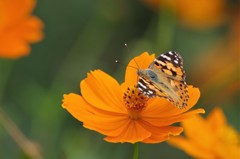 昨日のツマグロちゃん (2)