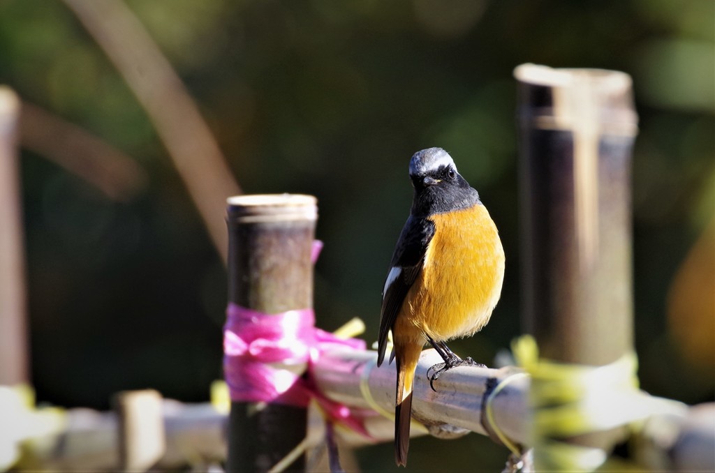 昨日のジョビ君 (4)