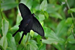 黒いアゲハ