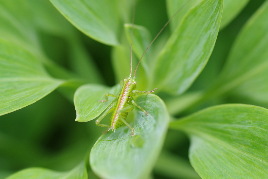 バッタちゃん