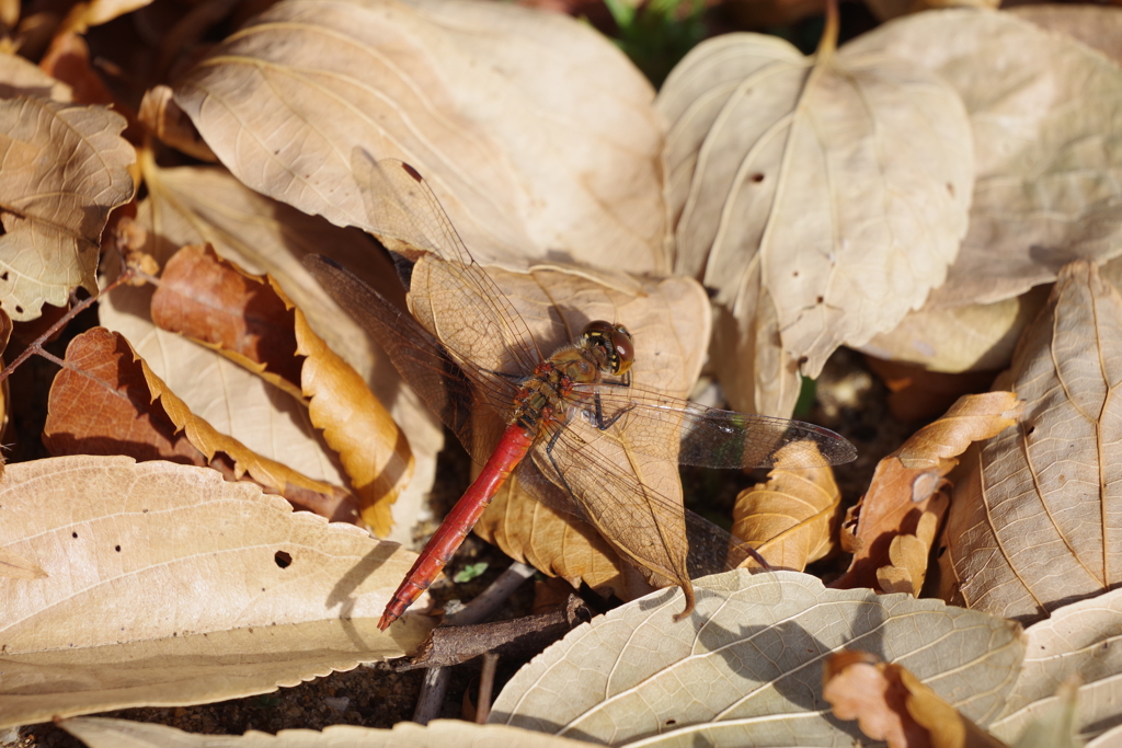 今日のトンボ (1)