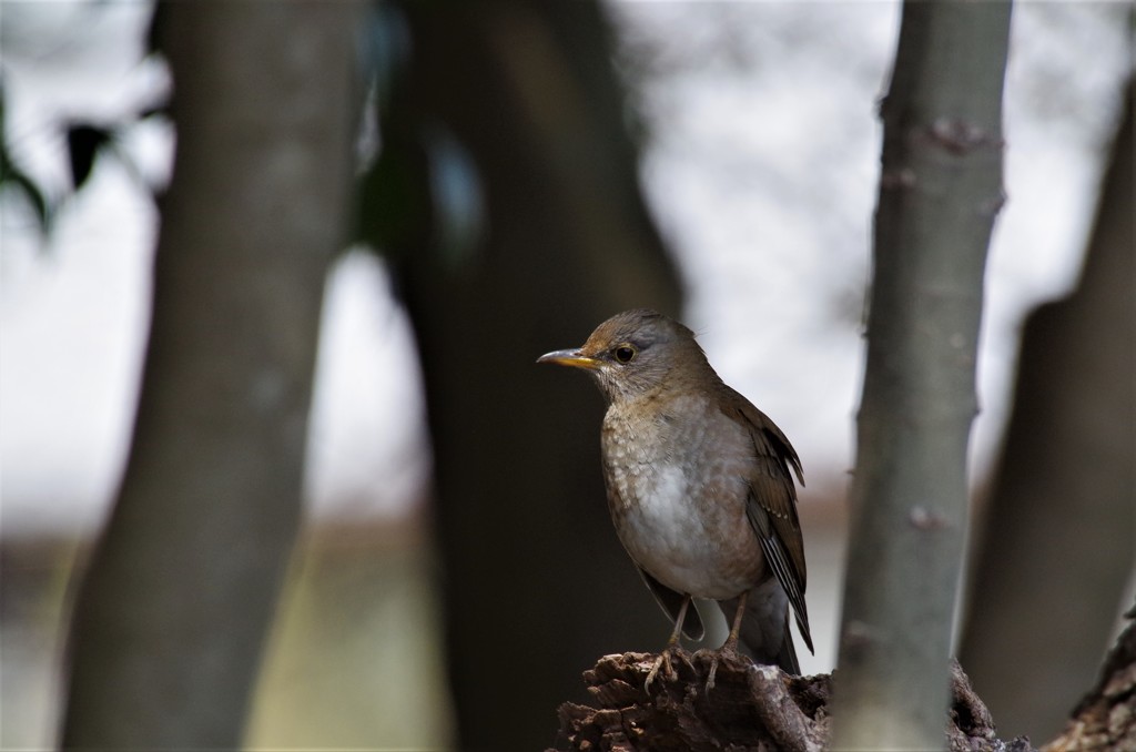 一昨日のシロハラ (2)