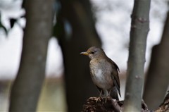 一昨日のシロハラ (2)