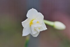 庭先にて (1)