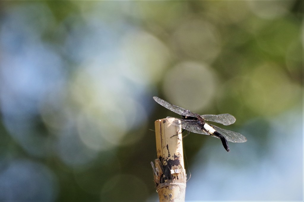 今日のトンボ (1)