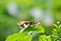 梅雨明け間近 (1)