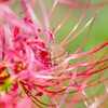 セセリと彼岸花