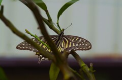 今日の蝶 (2)