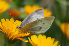 陽気に誘われて