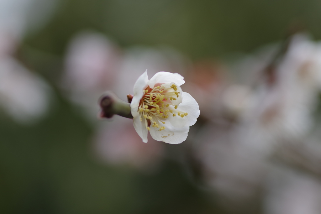 春は、そこまで