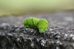 カワイイね (1)