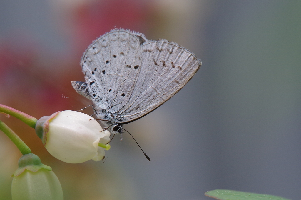 昨日のヤマトシジミ  (2)