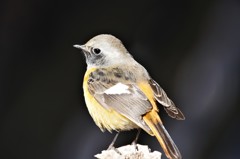 昨日のジョビ君 (4)