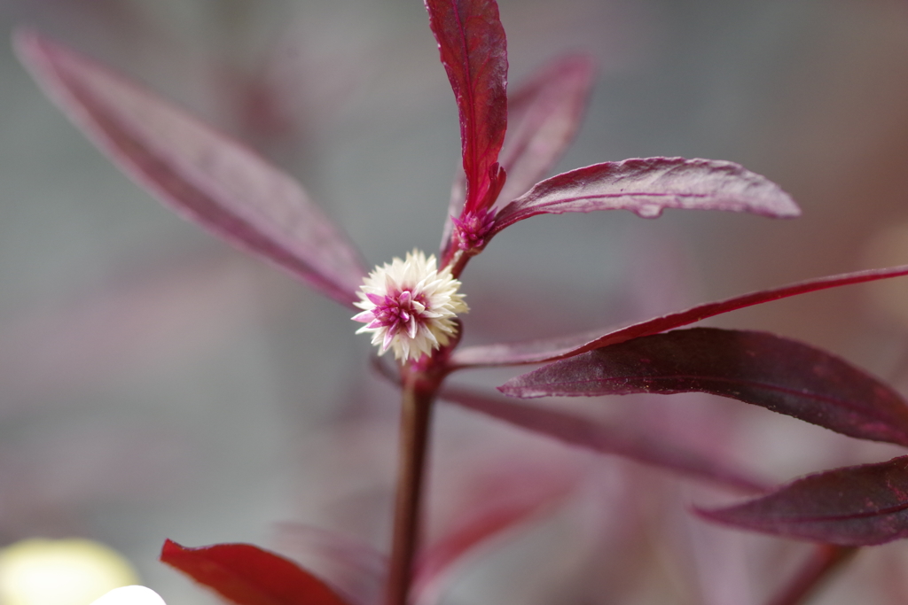 アカバセンニチコウ