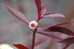 アカバセンニチコウ